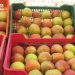 الأبحاث الاقتصادية: تسجيل “مغالطات” تتمثل في ترويج التفاح المحلي على أنه مورد من الخارج