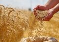جندوبة: استعدادات لحماية الثروة الغابية وتأمين صابة الحبوب والأعلاف من مخاطر الحرائق