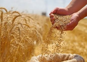 جندوبة: استعدادات لحماية الثروة الغابية وتأمين صابة الحبوب والأعلاف من مخاطر الحرائق