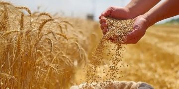 جندوبة: استعدادات لحماية الثروة الغابية وتأمين صابة الحبوب والأعلاف من مخاطر الحرائق