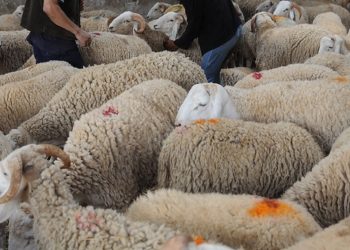 ارتفاع “خيالي” في أسعار الاضاحي… وعوة لوضع حدّ لـ “التضخم المصطنع”
