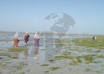 بعد غلق دام 6 سنوات: إعادة تصنيف مناطق صيد المحار بمدنين كمناطق صالحة للاستغلال