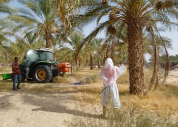 قبلي: رصد إصابات محدودة بعنكبوت الغبار ببعض الواحات