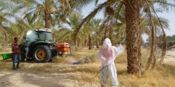 قبلي: رصد إصابات محدودة بعنكبوت الغبار ببعض الواحات