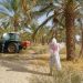 قبلي: رصد إصابات محدودة بعنكبوت الغبار ببعض الواحات